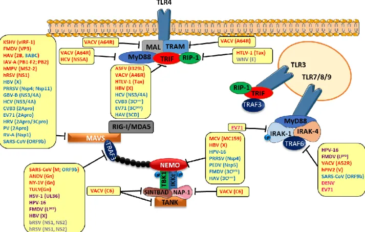 Figure 18. Stratégies de blocage des adaptateurs des voies RLRs par les protéines virales