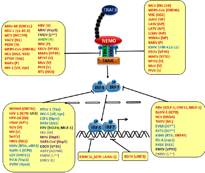 Figure 19. Stratégies de blocage des voies de synthèse de l’IFN-I en aval des adaptateurs  par les protéines virales