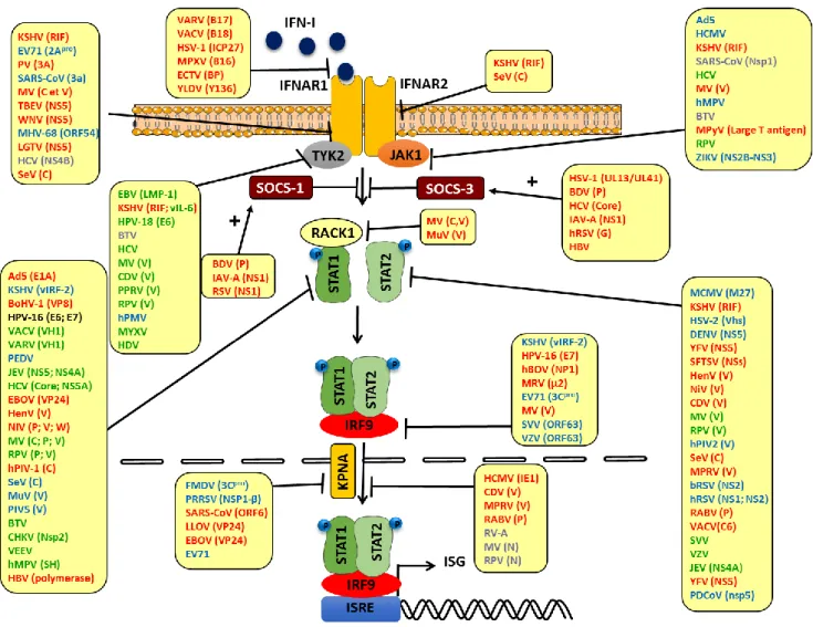 Figure 20. Stratégies de blocage de la voie JAK-STAT par les protéines virales.  
