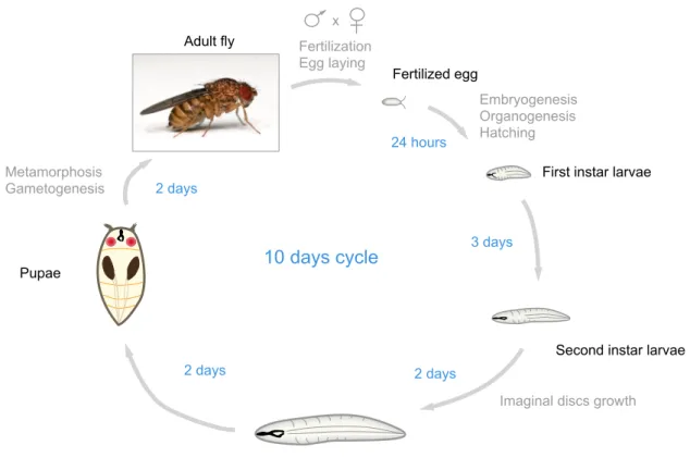 Figure 1 The life cycle of Drosophila melanogaster. 