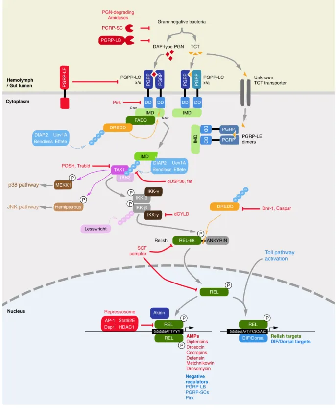 Figure 2 The IMD pathway of Drosophila melanogaster.  