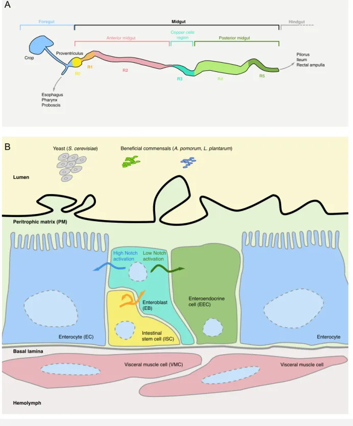 Figure  5  Histogical  and  cellular  organization  of  Drosophila  melanogaster  midgut