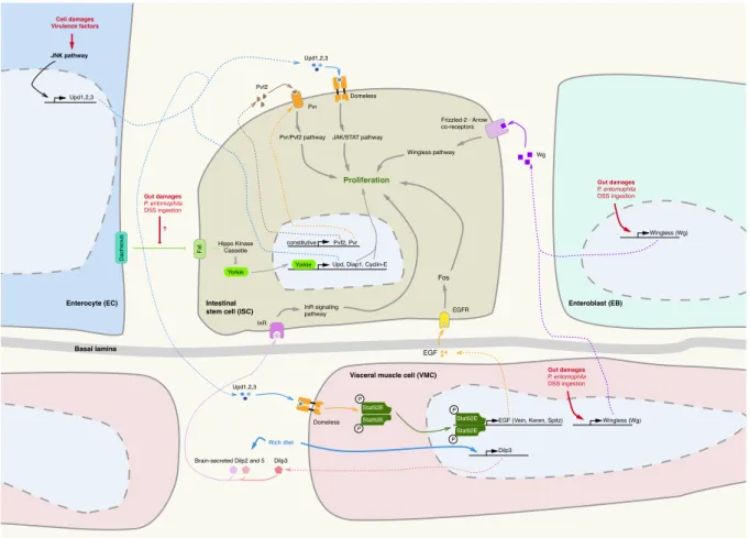 Figure 7 Signaling pathways governing intestinal stem cells (ISC) proliferation  in the Drosophila midgut epithelium 