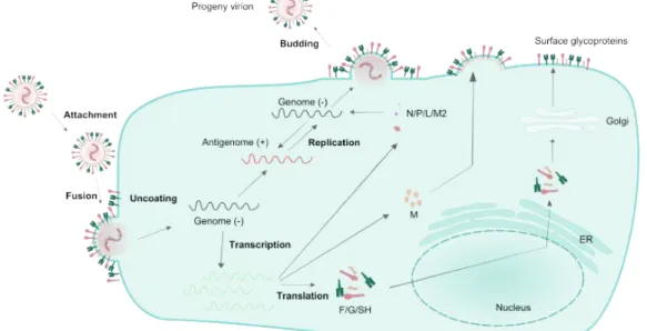 Figure 6 Replicative cycle of RSV.  