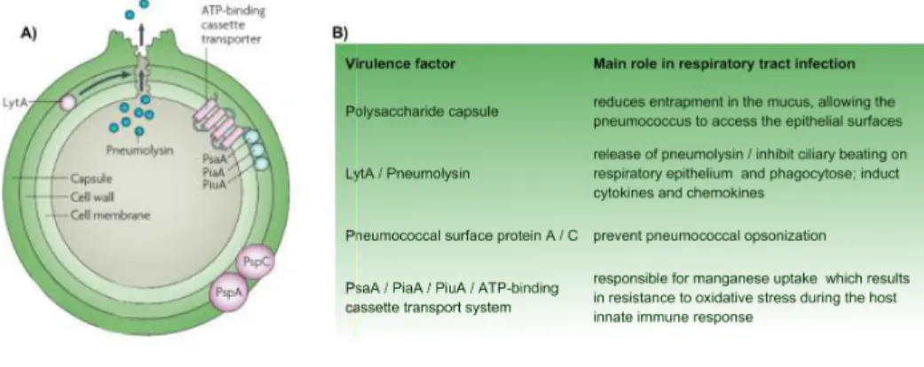 Figure 7 Pneumococcus surface structure and major virulence factors.  