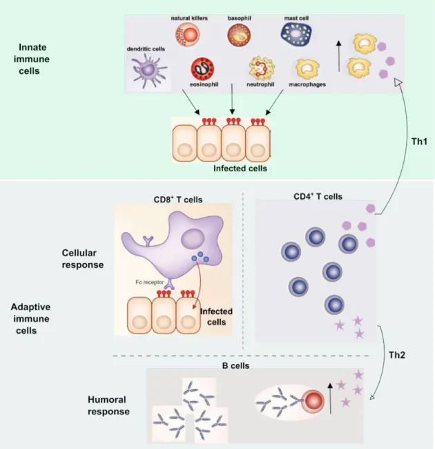 Figure 9 Chronological course of innate and adaptive immunities.  