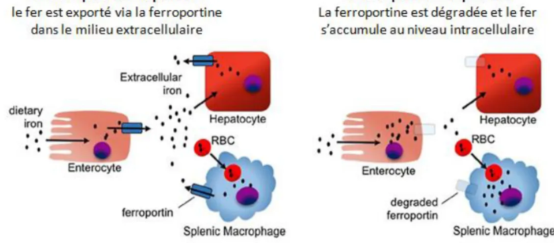 Figure 6. Régulation du fer systémique par l’hepcidine via la ferroportine [32] 