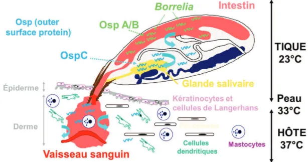 Figure 8. Cycle de transmission de Borrelia de la tique du genre Ixodes à l’hôte vertébré  (d’après Nathalie Boulanger) 