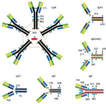 Figure 2: Structure des différents isotypes d'anticorps.  