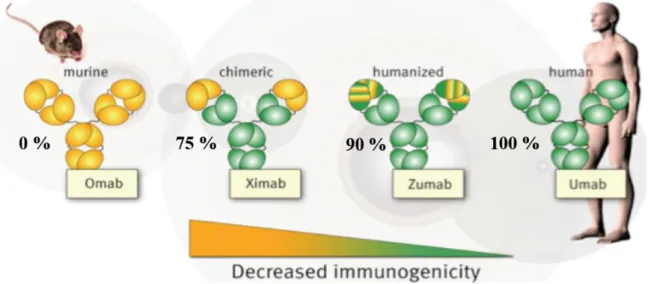 Figure 3: Les différentes générations d’anticorps. 