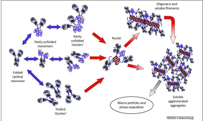 Figure 5: Mécanismes d'agrégation des protéines en solution. 