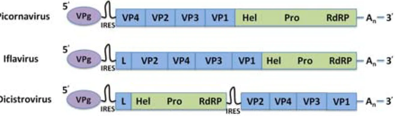 Figure 1. The genomic organisation of dicistroviriruses shares similarities with  picornaviruses and iflaviruses