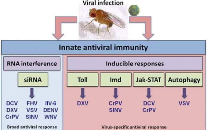 Figure 3. Overview of insect antiviral innate immunity.   RNAi is a broad antiviral pathway,  active against many viruses from diverse families whereas inducible responses are  virus-specific