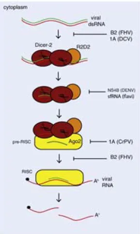 Figure 4. The siRNA pathway in Drosophila. (adapted from Kingsolver et al., 2013) 