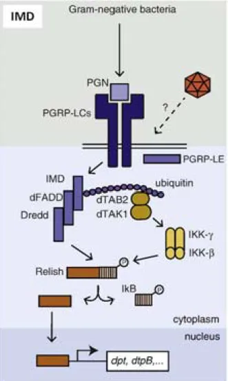 Figure 6. The IMD pathway in Drosophila. (adapted from Kingsolver et al., 2013) 