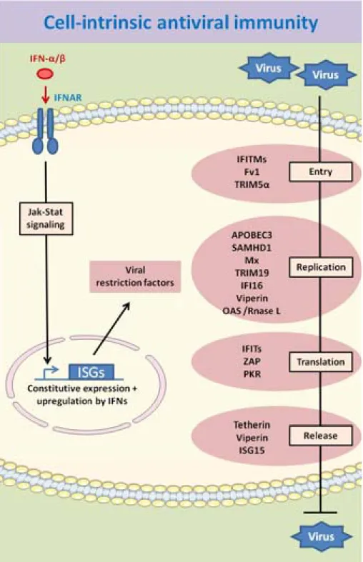 Figure 10. Cell-intrinsic antiviral immunity in mammals. 