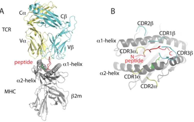 Figure 2 . 2 : (A) Structure of a T cell receptor (TCR) and a major histocompatibility complex (MHC)