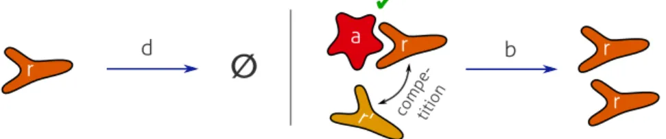 Figure 2 . 4 : Cartoon of a population dynamics of lymphocytes based on competition for antigenic stimulation.