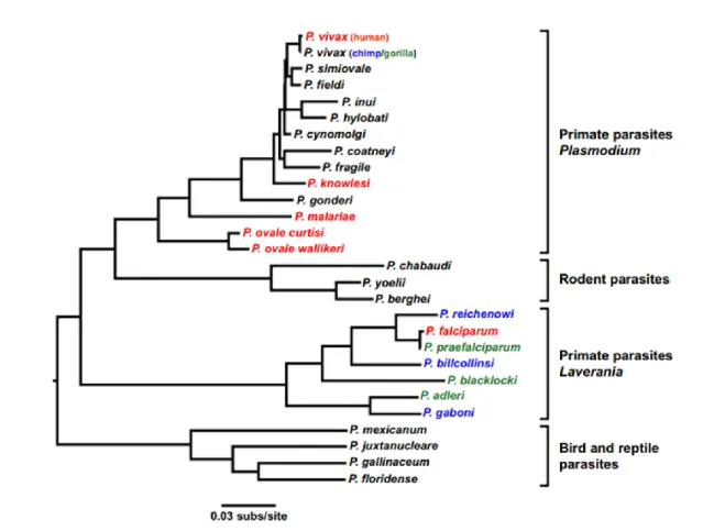 Fig. 2. Evolutionary relationship of  Plasmodium spp. (P.) that infect gorillas (green),  chimpanzees  (blue),  and  human  (red)