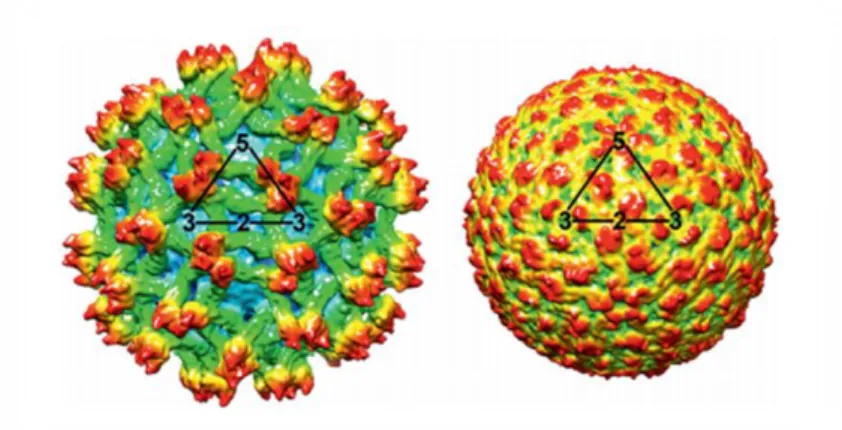 Fig.  11.  Reconstruction  of  three-dimensional  cryo-electron  of  immature  (left)  and  mature (right) particles of a dengue virus isolate