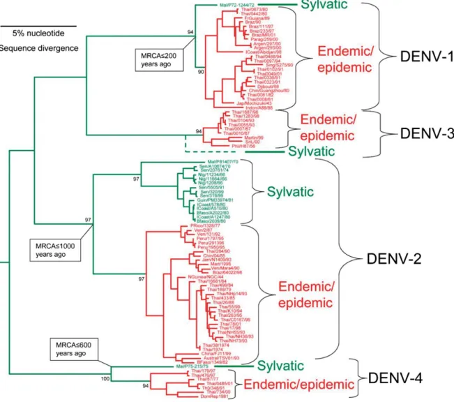 Fig. 14. Phylogenetic tree of DENV strains from four different serotypes derived from  complete open reading frames (408) 