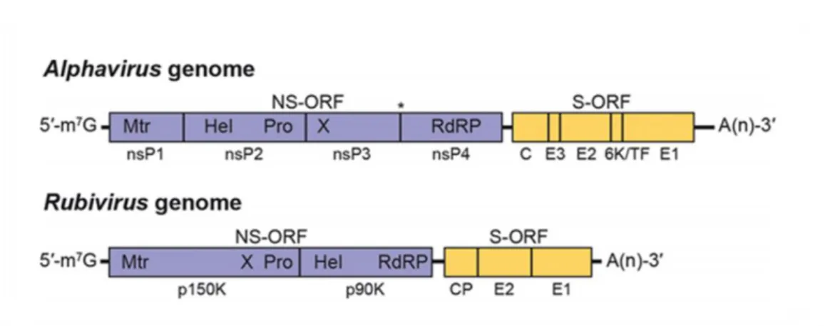 Fig. 17. Alphavirus and Rubivirus genome organisation (456) 