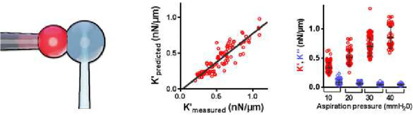 figure 3.7). Values for K 00 were very low, and did not increase with increasing K 0 as opposed to what we saw in leukocytes (sup