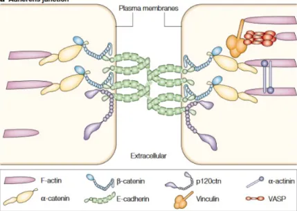 Figure 2.6: Schéma des principales molécules des jonctions adhérentes (d’après [32])