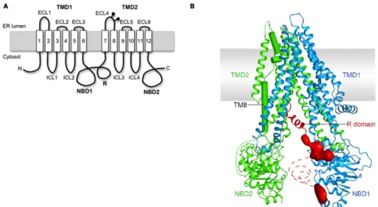 Figure 3.3: Structure CFTR (A). Schémas de l’organisation des domaines de CFTR (d’après [51])