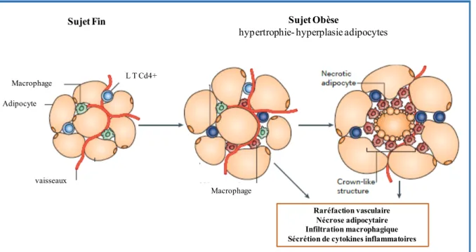 Figure 7. Transformation du tissu adipeux au cours de l’obésité. D’après Ouchi et al (67)