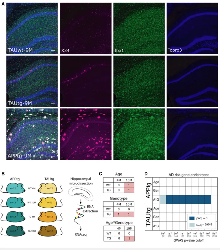 Figure 1. Enrichment of AD risk genes in APPtg and not in TAUtg mice.