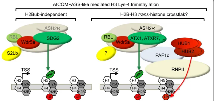 Fig. 7 Working model for S2Lb activity with AtCOMPASS-like and SDG2 in histone H3-Lys4 trimethylation