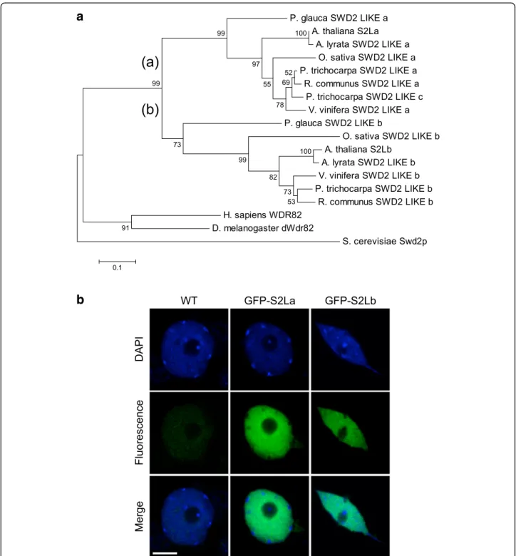 Fig. 1 Two Swd2-like euchromatin proteins in Arabidopsis. a Neighbor-joining tree of full-length Swd2-like proteins from representative species.