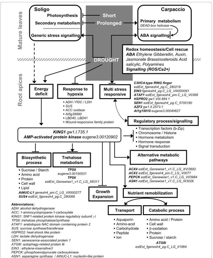 Figure 5 Overview of drought-regulated transcriptome responses in mature leaves and root apices of two poplar genotypes