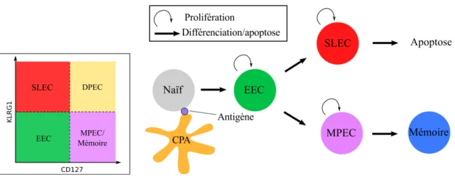 Figure 1.3: Schéma de différenciation ramifié selon le paradigme SLEC/MPEC.