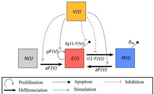 Figure 1.6: Illustration schématique du modèle de De Boer et al. (2001) [17] . La dynamique des quantités de lymphocytes naïfs ( N ), activés/effecteurs ( E ) et mémoires ( M ) est déterminée par le Système (1.1)