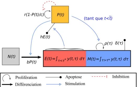 Figure 1.7: Illustration schématique du modèle de Antia et al. (2003) [3, 4].