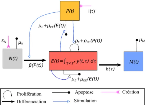 Figure 1.10: Illustration schématique du modèle de Terry et al. (2011) [138]. La dynamique du nombre de lymphocytes naïfs et mémoires ( N et M ) et d’agents pathogènes P , ainsi que la dynamique de la densité de lymphocytes effecteurs d’âge τ ( y( · , τ ) 