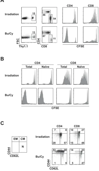 Figure 1: Lymphopenia-inducing regimens alter the proliferation and  phenotype of adoptively transferred T cells   