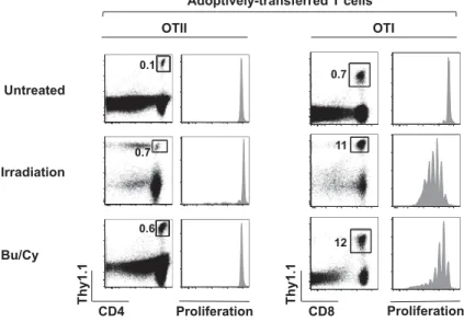 Figure 4: Donor CD4 T cell proliferation in Bu/Cy-conditioned hosts is  antigen-dependent  Proliferation Irradiation Bu/Cy Thy1.1CD4 Untreated  Thy1.1 CD8  Proliferation OTIIOTI0.1 0.7 0.6 0.7 11 12 Adoptively-transferred T cells