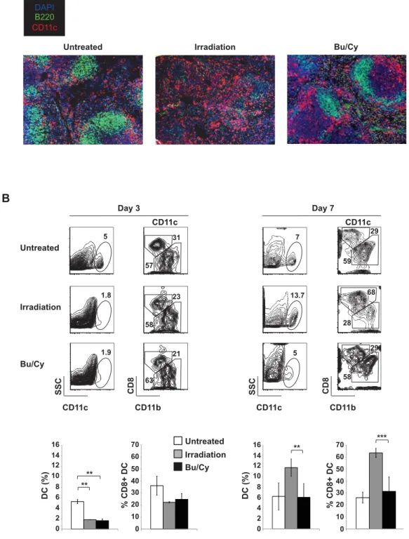 Figure 5: Distinct effects of conditioning regimens on the host  microenvironment and recovery of dendritic cell subsets   