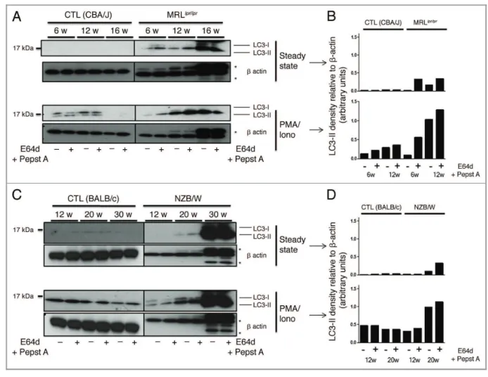 Figure 4. Autophagic activity in peripheral T cells increases with age in lupus-prone mice in contrast to control mice