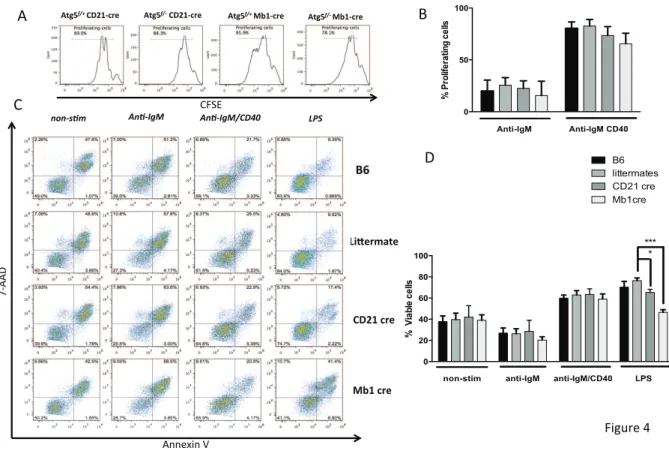 Figure 4: Autophagy is dispensable for B cell proliferation and survival upon BCR stimulation 