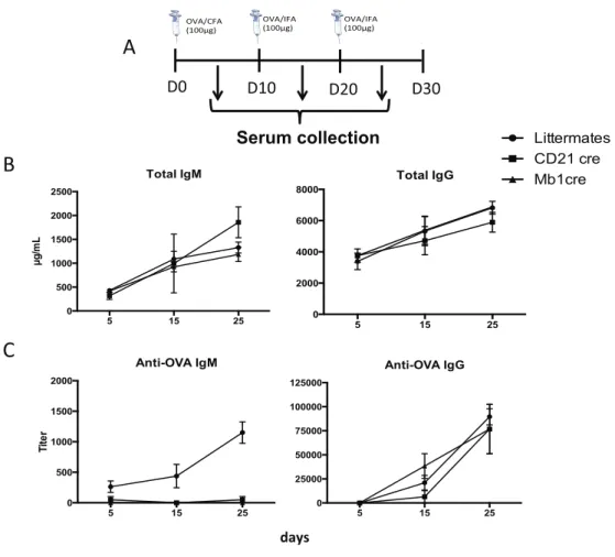 Figure 5: functional autophagy is crucialin vivo for short-term humoral response 