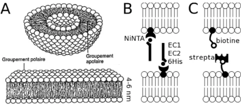 Fig. 2.1 – A : Sch´ ema d’une v´ esicule et d’une bicouche lipidique support´ ee. B : utilisation de membranes d´ ecor´ ees pour observer l’adh´ esion homophilique entre fragments de cadh´ erines immobilis´ es via un tag 6His sur des ions nickels captur´ e