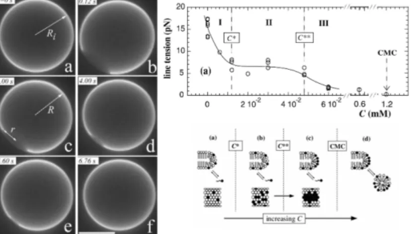 Fig. 2.4 – Gauche : pore g´ eante transitoire apparaissant dans une v´ esicule g´ eante, puis se refermant.