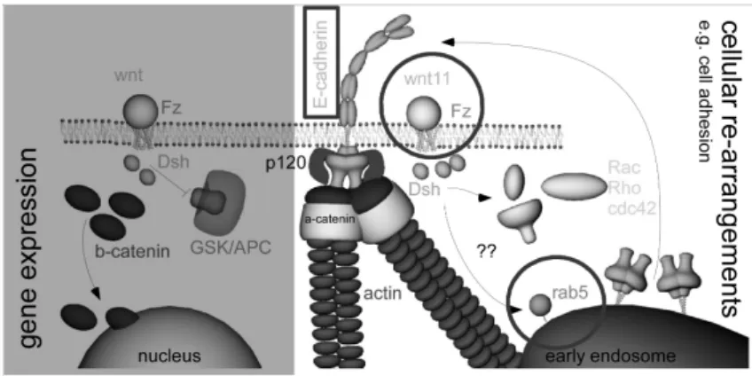Fig. 2.8 – Voies de signalisation propos´ ees pour l’action de Wnt11 sur l’adh´ esion des cellules lors de la gastrulation