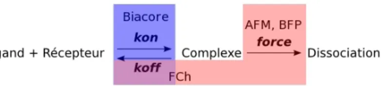 Fig. 3.1 – Param` etres et techniques (en bleu, non disponible au laboratoire ; en rouge, existantes ou en cours de montage - FCh = chambre de flux ; BFP : voir texte) pouvant ˆ etre utilis´ es pour d´ ecrire la formation ou la rupture d’une interaction mo
