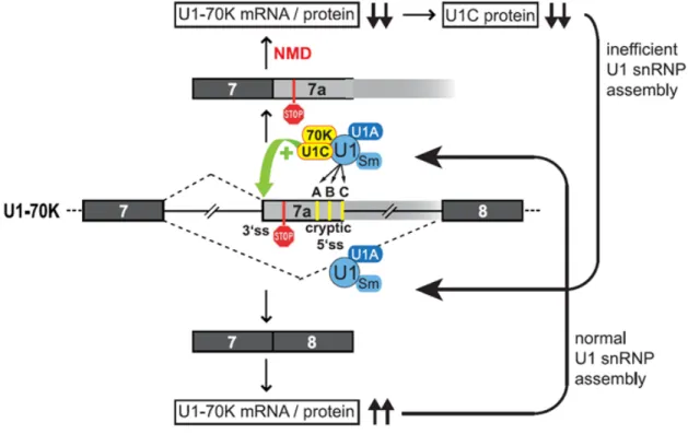 Figure 15 D’après Rösel-Hillgärtner et al. 285 . Mécanisme d’autorégulation de l’expression de  SNRNP70, en fonction de l’inclusion de l’exon alternative 7a