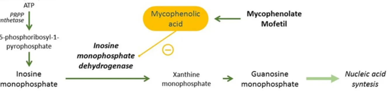 Figure 8 D’après Allisson et al. 93  Impact de l’acide mycophénolique sur la voie de synthèse de  novo de GTP
